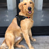 Pechera para Perro de Uso Rudo